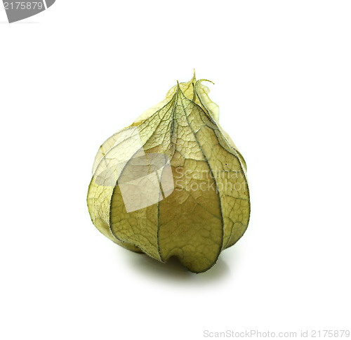 Image of Cape gooseberry