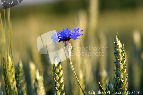 Image of Bluebottle