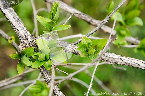 Image of Earliest spring green leaves on old branches