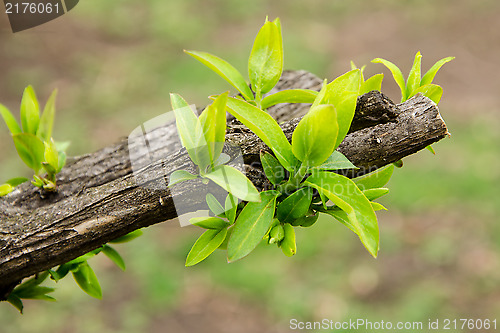 Image of Earliest spring green leaves on old branches