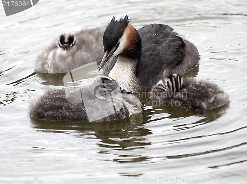 Image of Grebe 