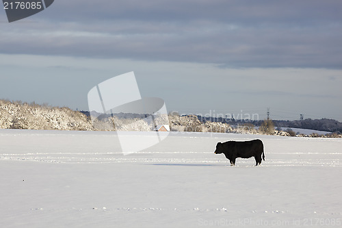 Image of Bull on snow field