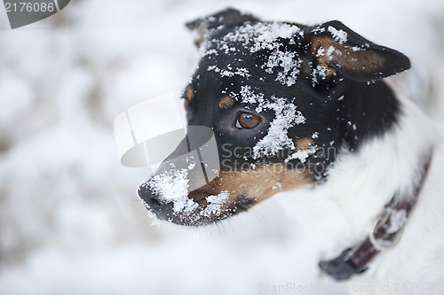 Image of Dog in snow