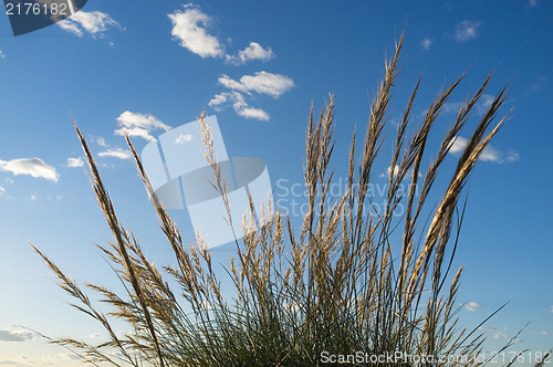 Image of Esparto reeds