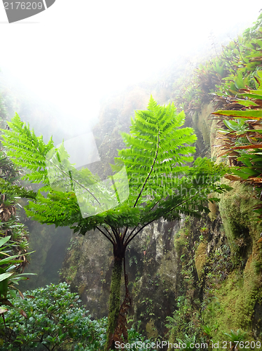 Image of exotic vegetation