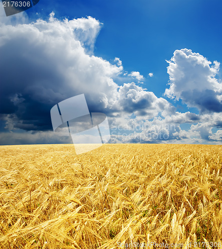 Image of golden field under dramatic sky
