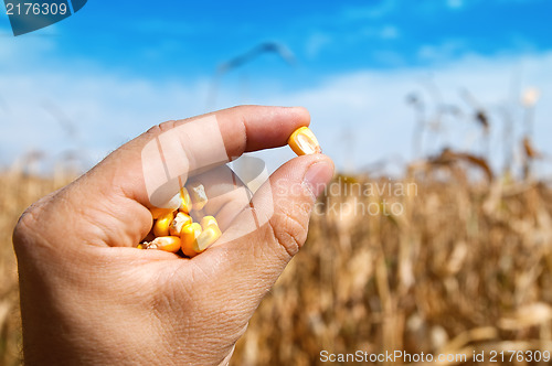 Image of maize in hand over field