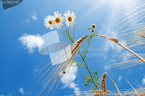 Image of daisy with wheat under blue sky with sun