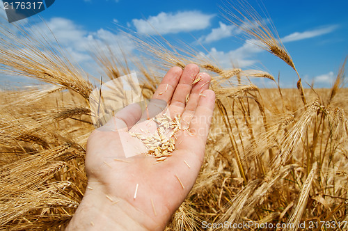 Image of gold harvest in hand