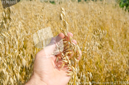 Image of oats closeup in hand over field