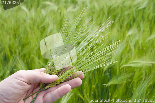 Image of ear of green wheat in hand