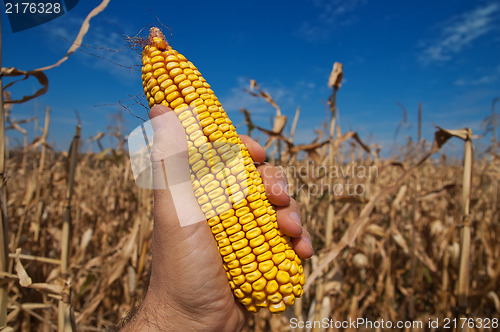 Image of maize in hand over field