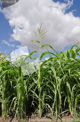 Image of beautiful green maize field