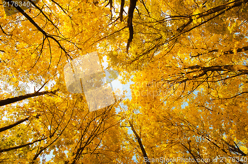 Image of top of yellow trees in autumn