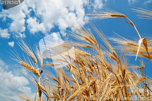 Image of wheat and blue sky