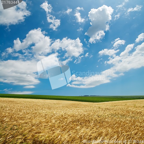 Image of golden harvest under cloudy sky