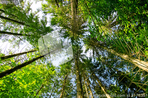 Image of pine forest under in mountain Carpathians