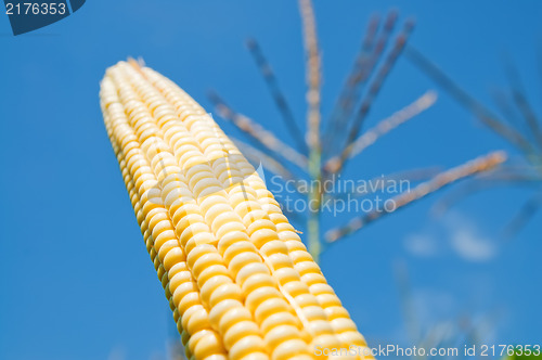Image of fresh maize under deep blue sky