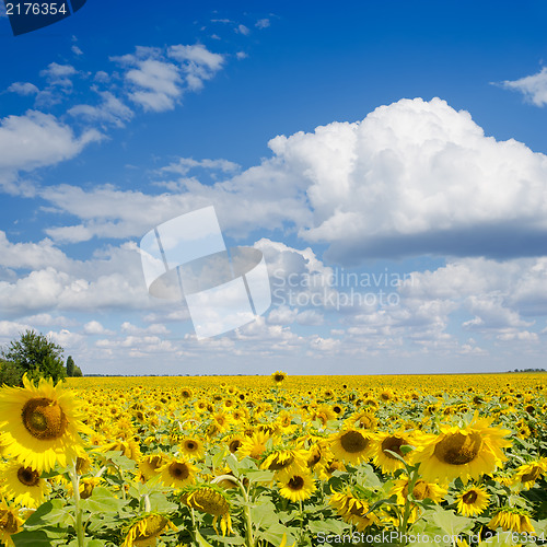 Image of sunflower field under cloudy sky