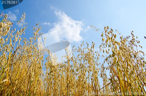 Image of field with oats under cloudy sky