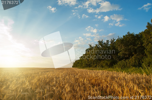 Image of sunset over field with harvest