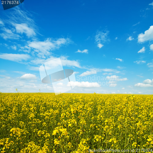 Image of flower of oil rapeseed in field with blue sky and clouds