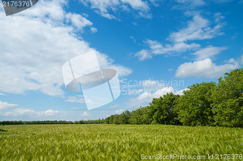 Image of field of green wheat near wood