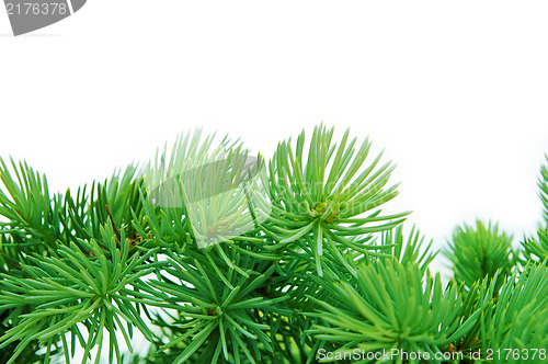 Image of close-up of pine branches