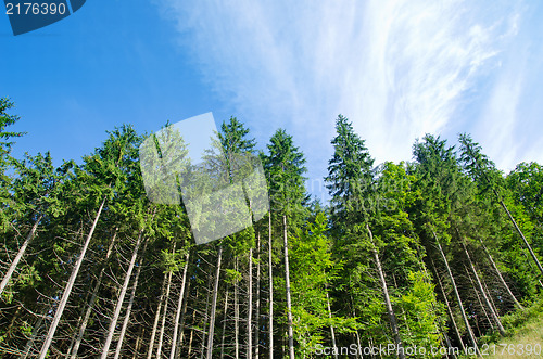 Image of pine forest under deep blue sky in mountain Carpathians