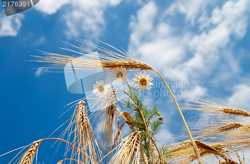 Image of wheat with daisy under cloudy sky