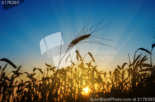 Image of wheat ears against the blue sky with sunset