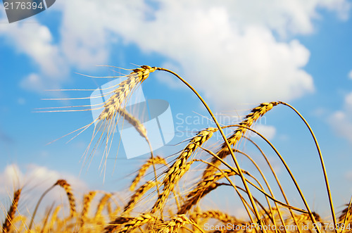 Image of field with gold ears of wheat in sunset