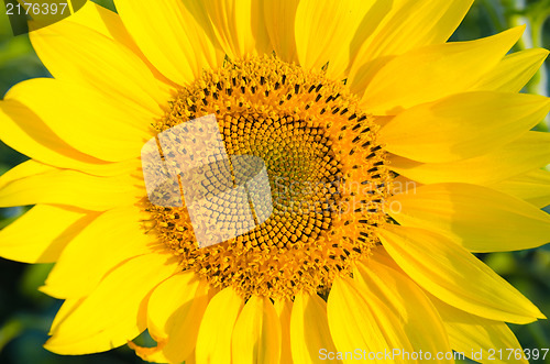 Image of central part of sunflower