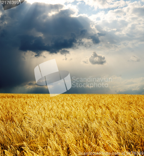 Image of field with gold ears of wheat under dramatic sky. rain before