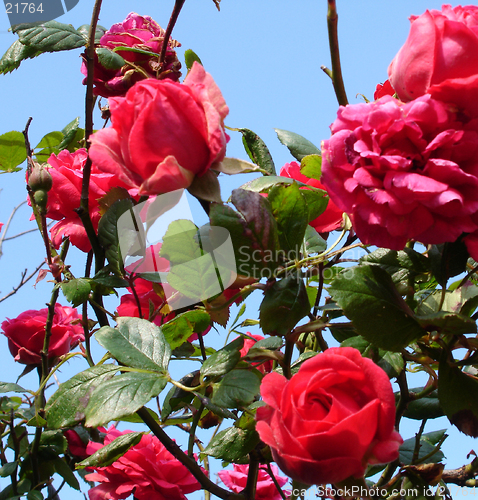 Image of Pink Roses