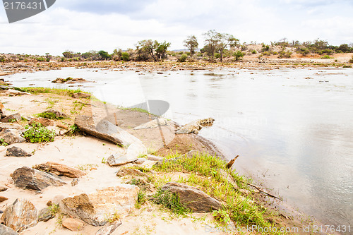 Image of Kenian crocodiles