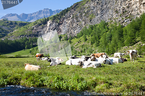 Image of Cows and Italian Alps