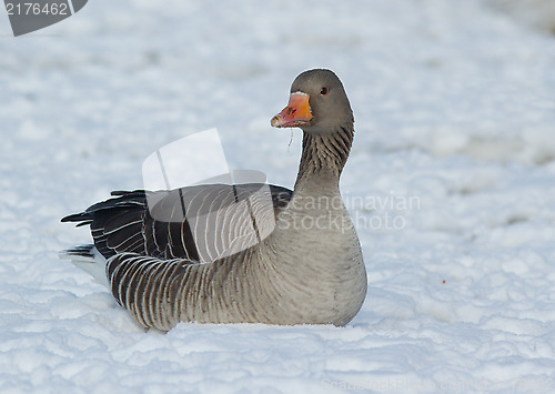 Image of Greylag Goose in the snow