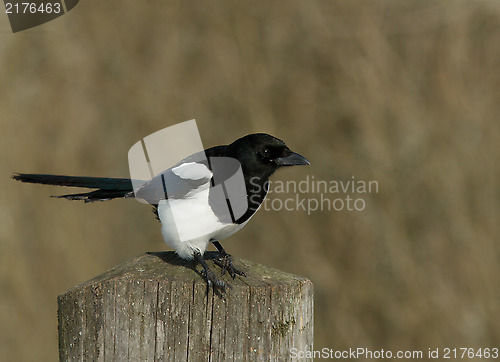 Image of Magpie