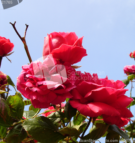 Image of Pink Roses