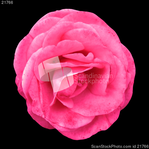 Image of Pink Rose on a black background