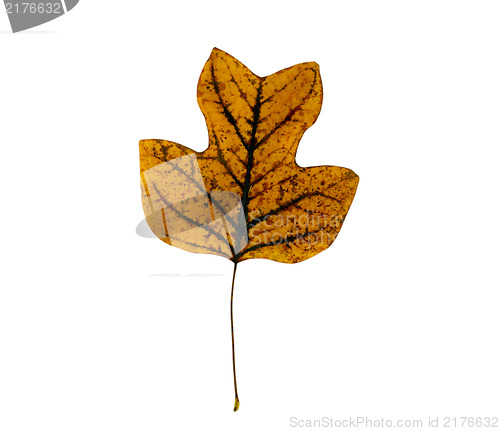 Image of sear tulip tree leaf  