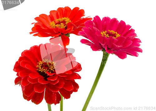 Image of bouquet orange red zinnia flowers isolated white 