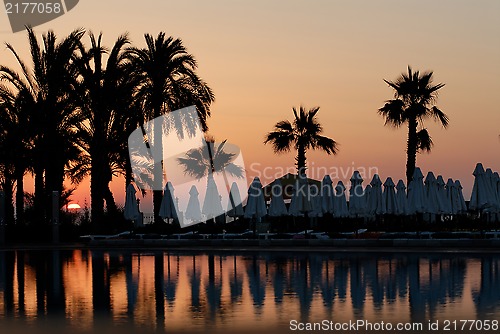 Image of Sunset and palms