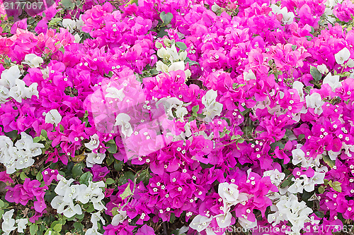 Image of Bougainvillea Vines