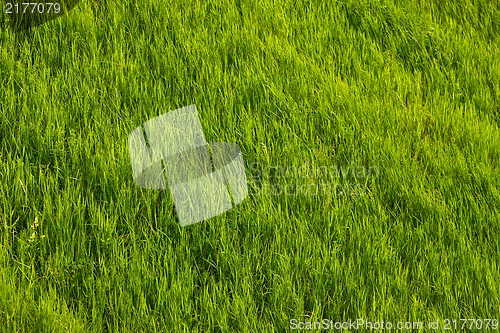 Image of Grass