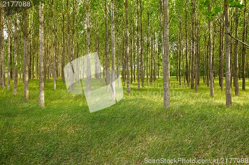 Image of Forest