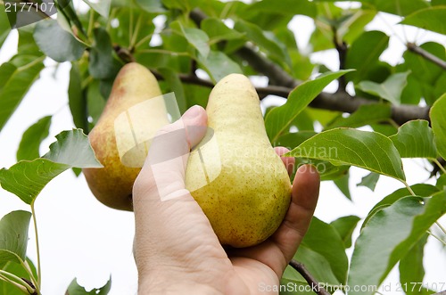 Image of masculine hand pulls off an pear