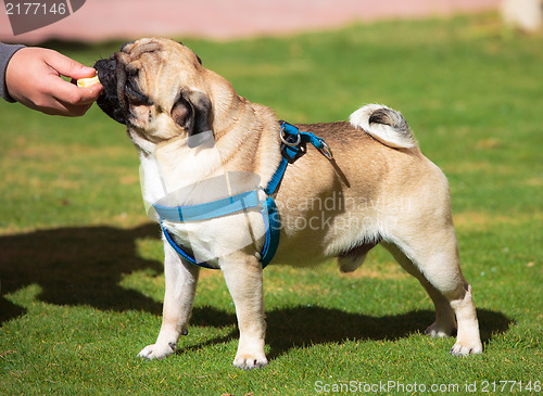 Image of Dog Pug with pleasure eats Banana