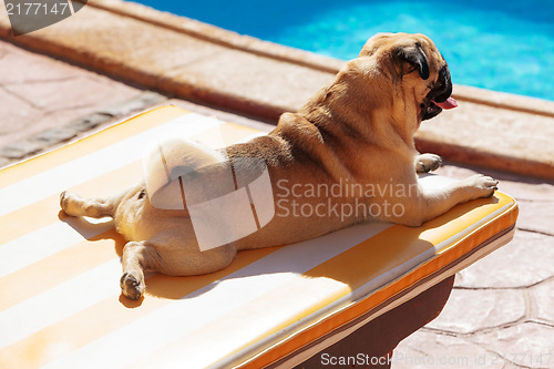 Image of Pug lying on a Lounger in front of the Pool